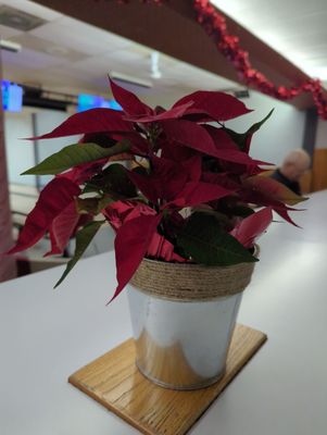 A potted red poinsettia sits on a white counter with blurred bowling lanes and scoring monitors in the background.